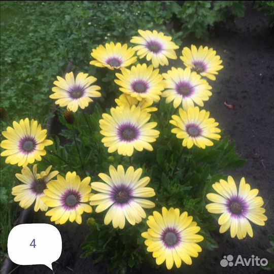 Остеосперум вегетативный