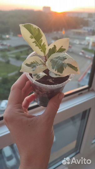 Фикус микрокарпа альбомаргината