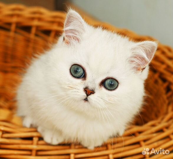 Котята серебристые и золотые тикированные шиншиллы