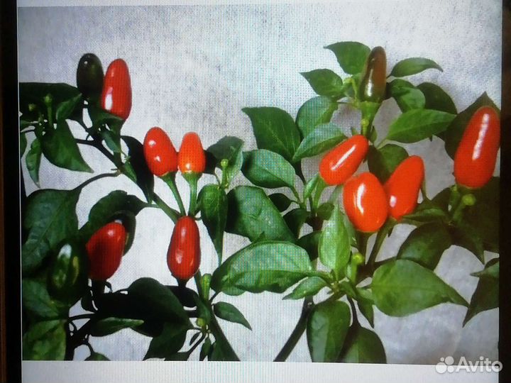 Комнатный перчик