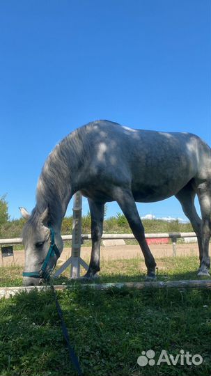 Лошадь в аренду
