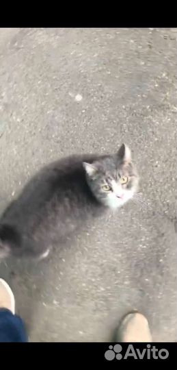 Котик в дар