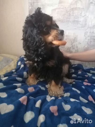 Вязка американский спаниель