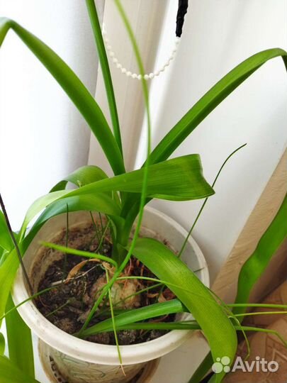 Индийский лук