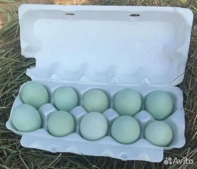 Инкубационное яйцо кур Ухейилюй