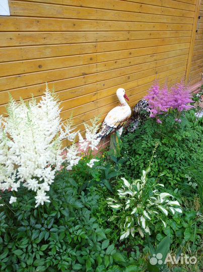 Лилейники сортовые астильбы