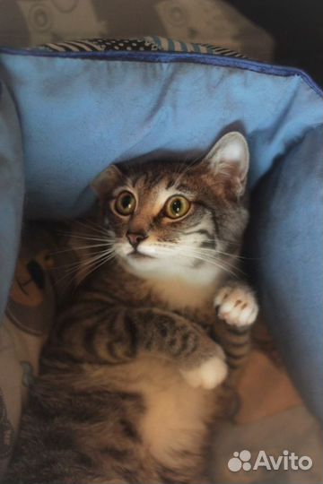 Особенная Кошечка в дар