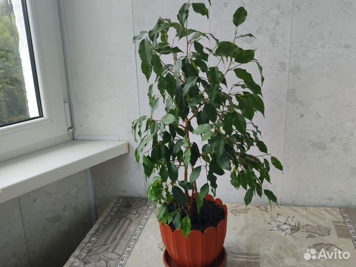 Фикус Бенджамина большой куст