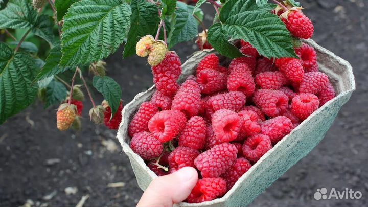 Саженцы малины