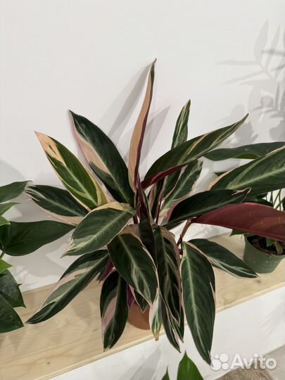 Строманта triostar h40 d14