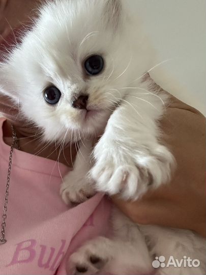 Британская шиншилла