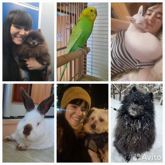 Зооняня, присмотр за животными, передержка, выгул