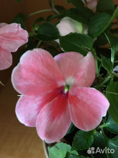 Ванька мокрый