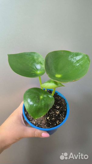 Пеперомия рейндроп и другие растения