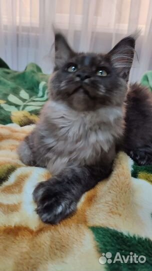 Котята мейн-кун полидакт и классика