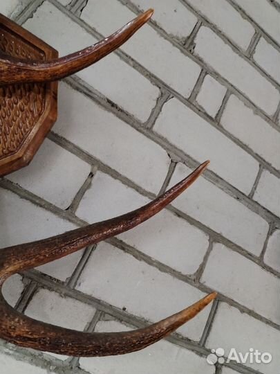 Рога оленя на стену