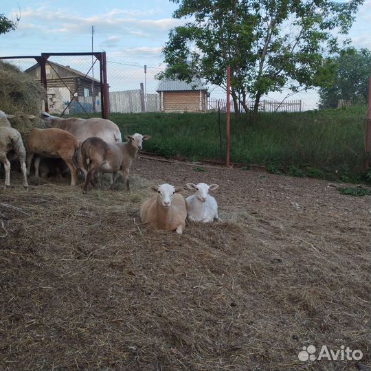 Овцы бараны катумские