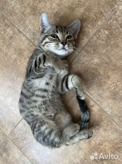 Котенок в дар бесплатно