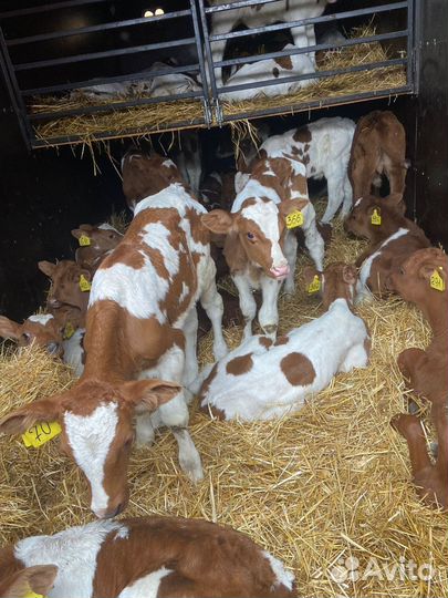 Бычки сименталы