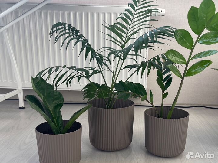 Набор комнатных растений