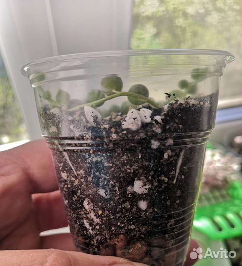 Крестовник роули вариегатный