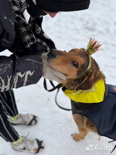 Добрейшей дущи человек ой пес ищет дом