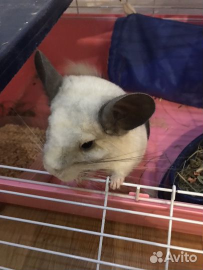 Гостиница для грызунов, шиншилл