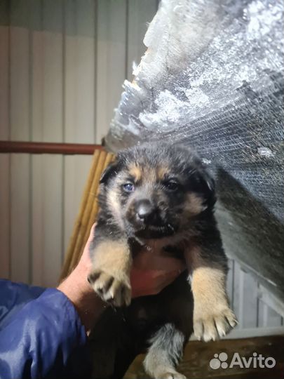 Щенки немецкой овчарки