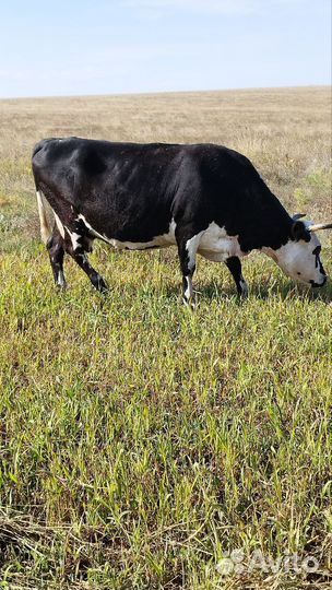 Корова дойная