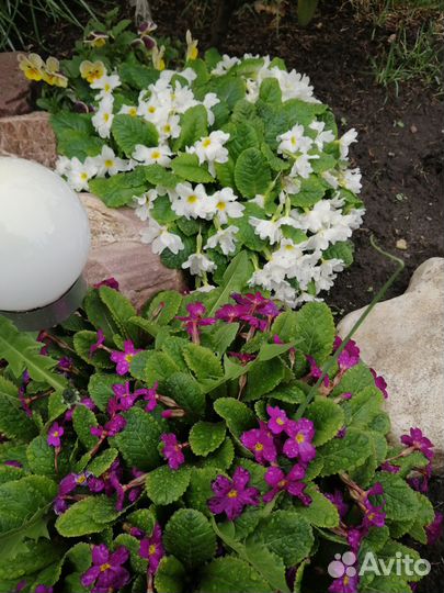 Многолетние садовые растения