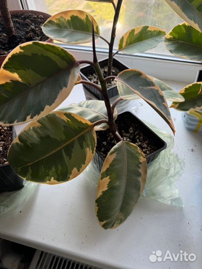 Фикус каучуконосный эластика