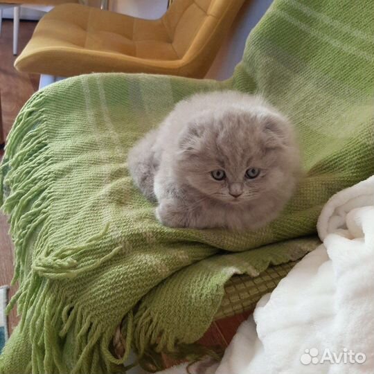 Шотландский кот вязка