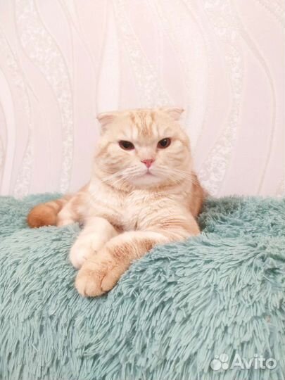 Шотландский вислоухий кот вязка