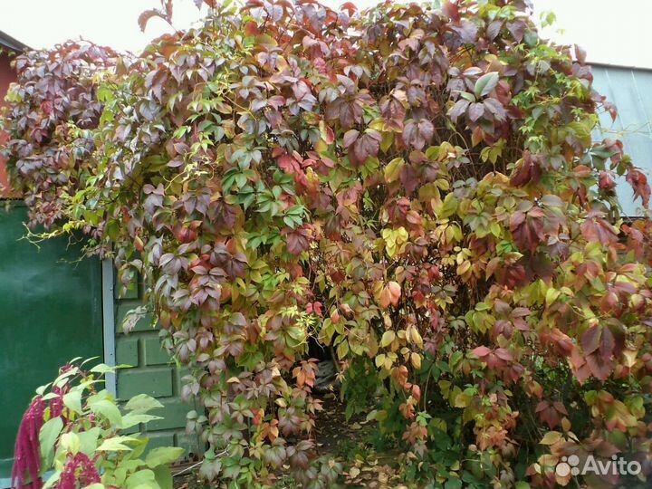 Виноград девичий