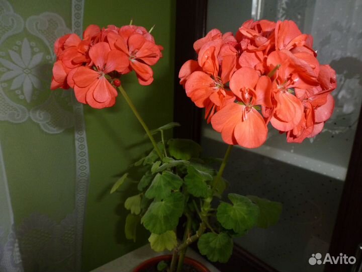 Комнатные цветы