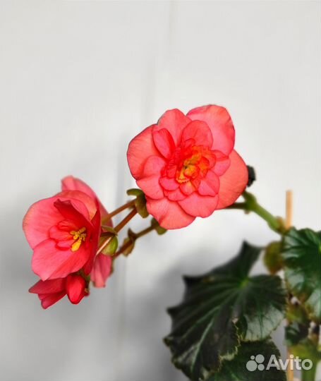 Бегония Элатиор, бегония вечноцветущая