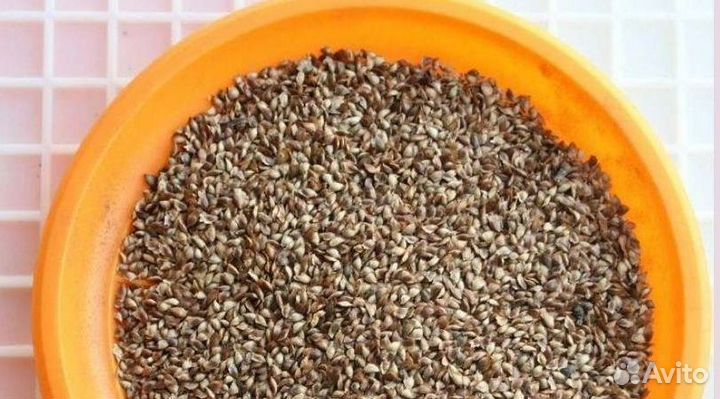 Доставка семян сосны