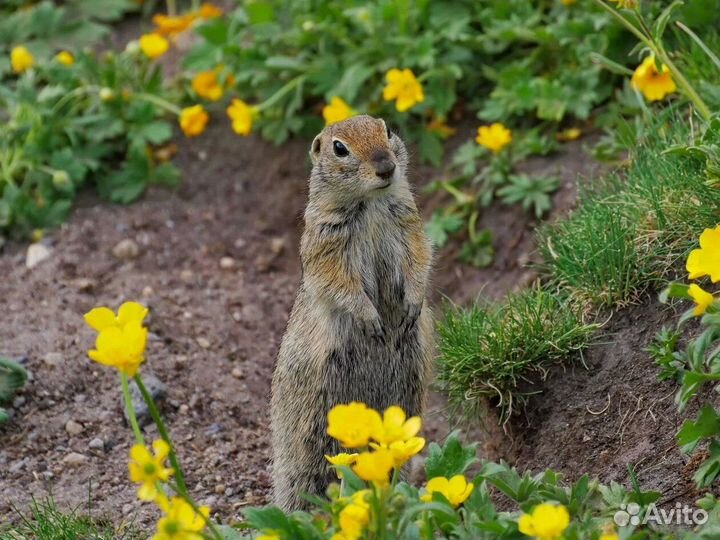 Экскурсии, туры в горы Кавказа - Эльбрус, Домбай
