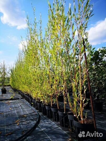 Ива Стрела Купидона