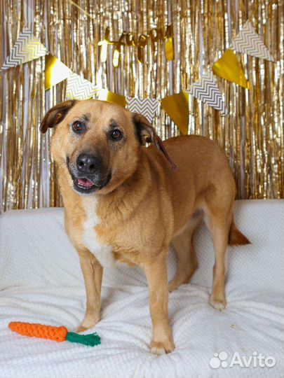 Собака в добрые руки