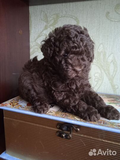 Щенки пуделя