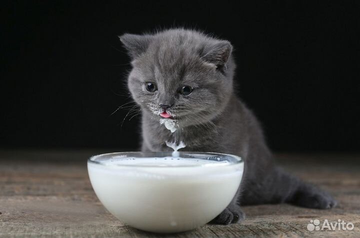 Британский котенок Парсифаль