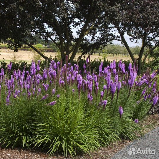 Лиатрис Колосковый, декоративные цветы, семена