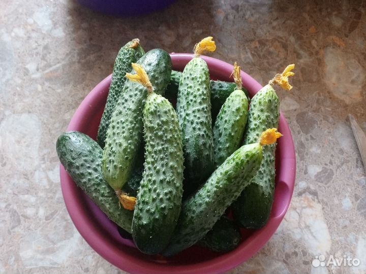 Огурцы тепличные 100, томаты 200