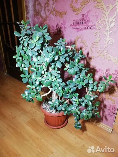 Толстянка, денежное дерево