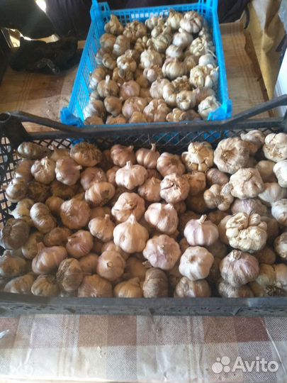 Семена чеснока