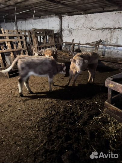 Телята телки