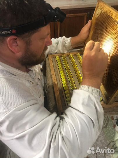 Матки Бакфаст F1, ио, и Островные