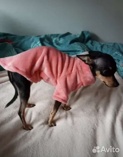 Кофта для собаки или кошки