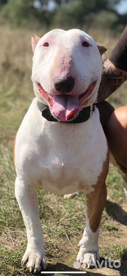 Бультерьер вязка